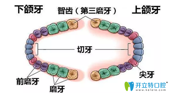 拔智齒后悔死啦 揭秘牙醫(yī)不會(huì)告訴你智齒該不該拔的真相