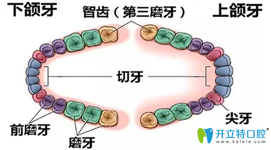 網(wǎng)傳4顆智齒全拔了會瘦臉？我們不妨來看看真相究竟如何