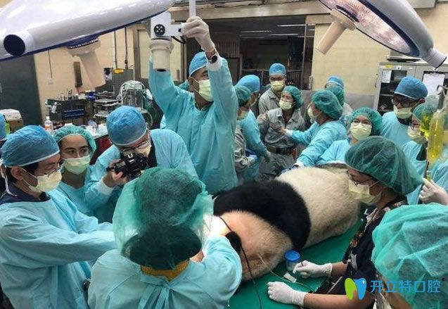 醫(yī)療團隊為“團團”進行緊急的牙齒檢查及處理