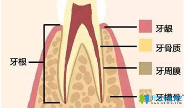 口腔內(nèi)部情況分解圖