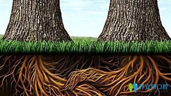 牙槽骨缺失種牙前要先植骨粉