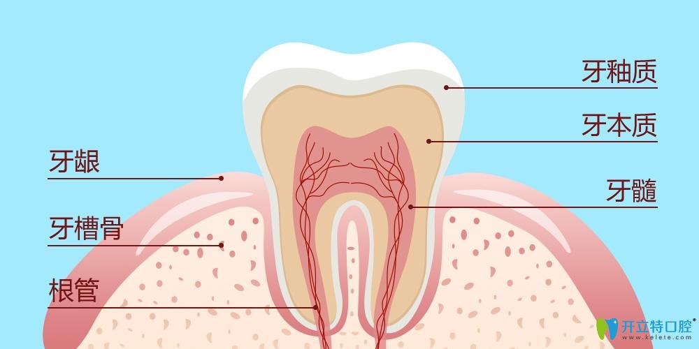 牙釉質(zhì)結構分布示意圖