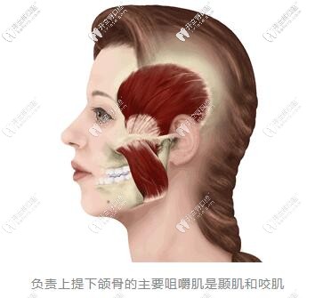 矯正牙齒牙套臉出現(xiàn)的原因