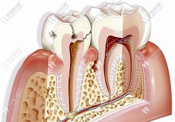 牙齒解剖示意圖