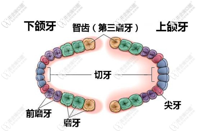 矯正牙齒需要拔智齒嗎？你可知正畸沒拔智齒的后果